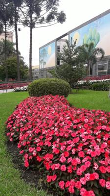 Flores de Curitiba